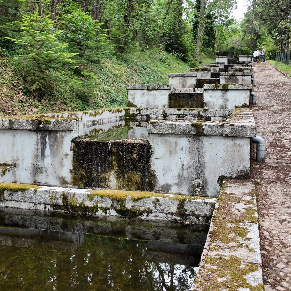 Vuelven las visitas guiadas a la piscifactoría de #LaGranja🏰

¿Sabías que fue la primera en España😮?

Podrás verla en su estado original y conocer más sobre la cría de truchas para la repoblación de ríos🐠

¡Consigue tu entrada!🎟️
Bit.ly/VisitasPiscifa…