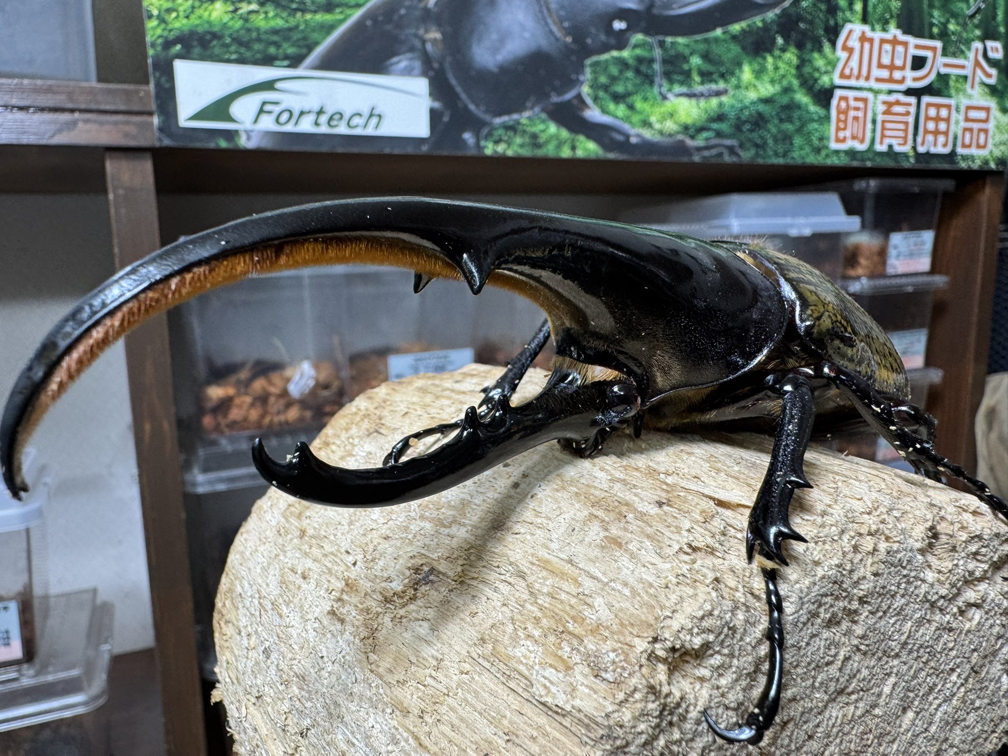 《大黒屋》 三光マーケティングフーズ 株主優待券 15，000円分 金の蔵・東方見聞録ほか クリックポスト・送料無料 GSF1200 GV75A より極上ブレンボ クラッチ ラジアル マスター アント