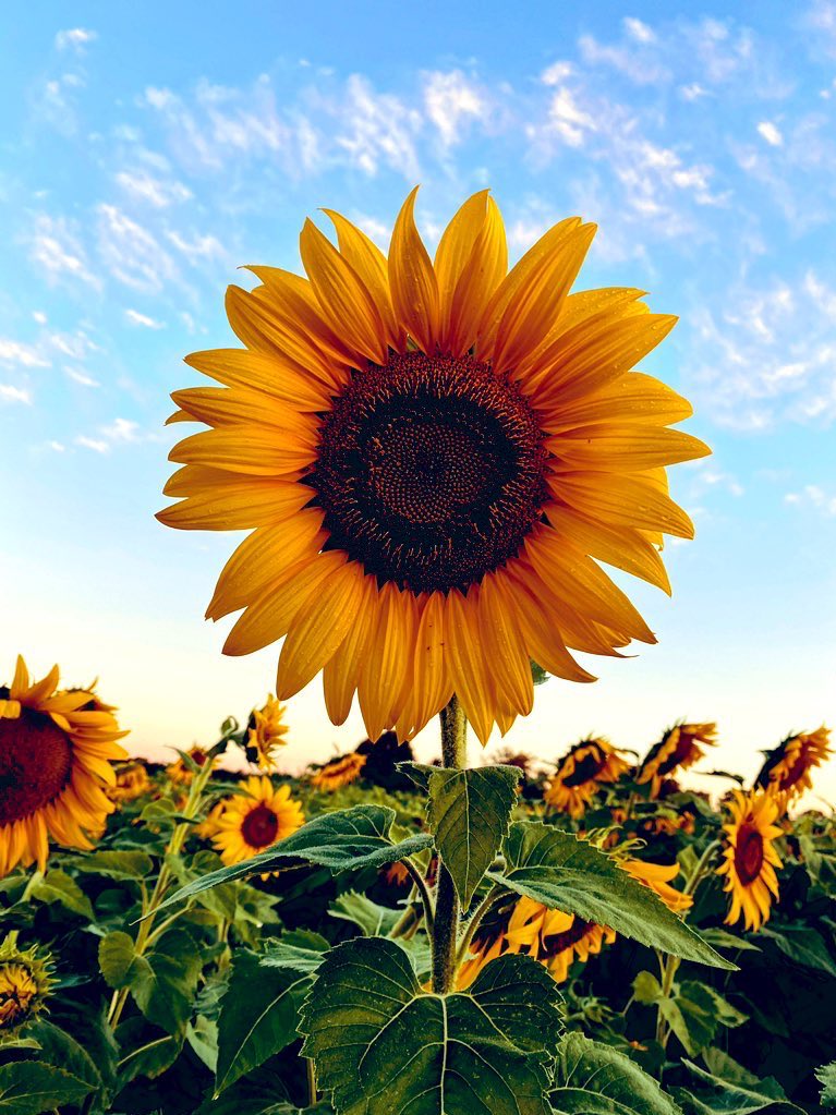 Rise and shine, everyone!  Have a bright and happy day!