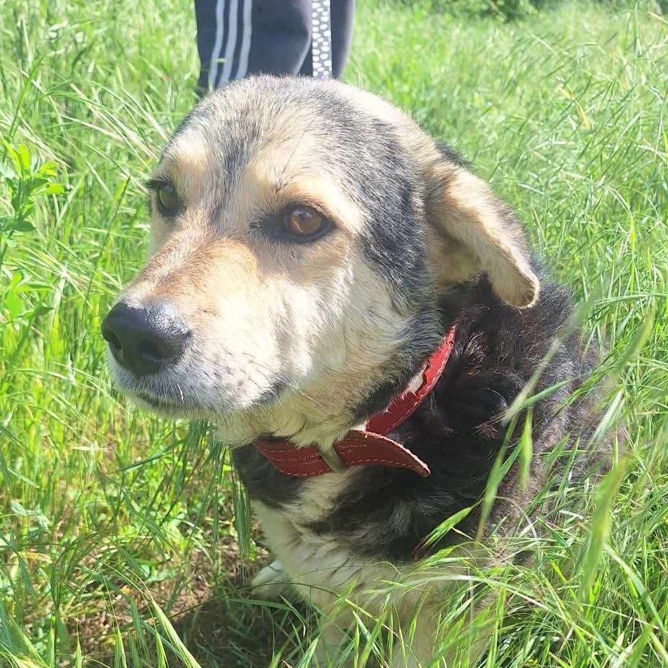 Little Bailey is my next unsponsored dog.  This should be his very last one 🤞🤞🤞 if anyone can help with his £46 I will be very grateful ❤️❤️ tinyurl.com/DogsUnsponsored ❤️