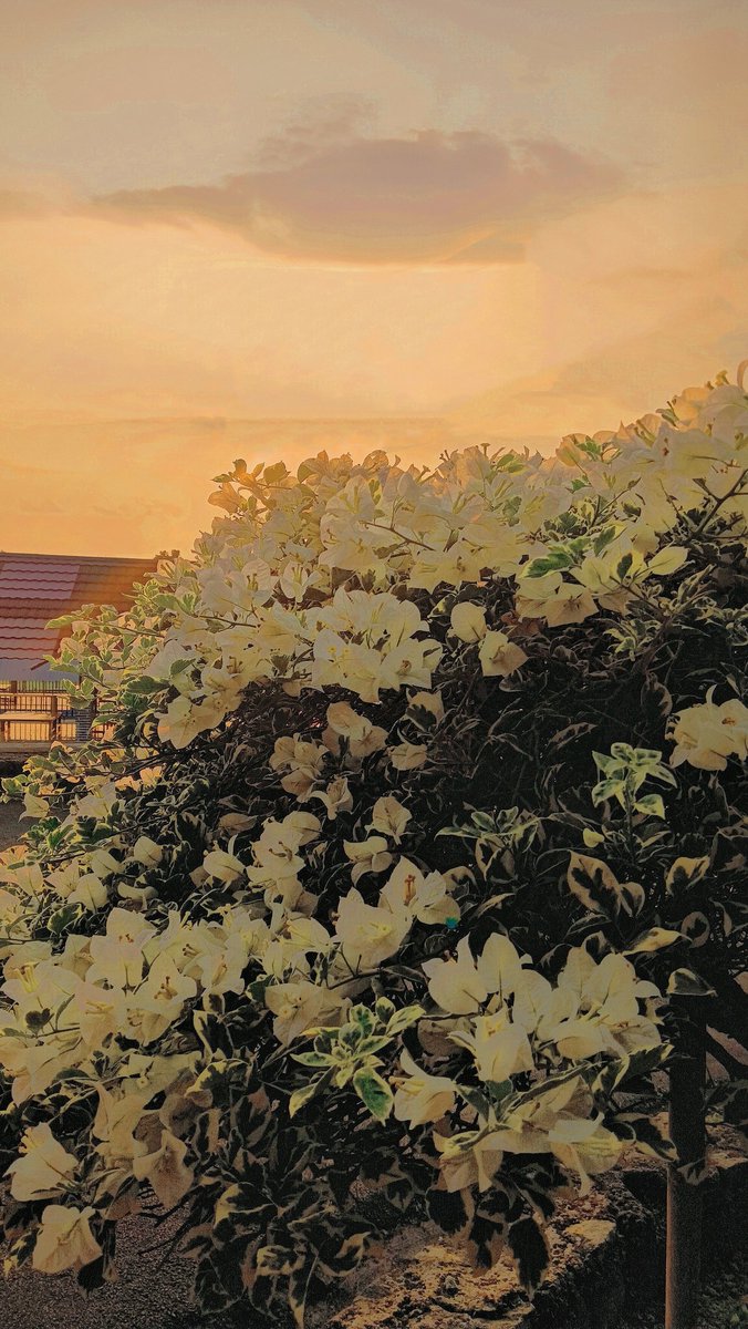 foto pertama setelah sekian lama hobi mengambil gambar tidak sefanatik dulu lagi. dulu apapun selalu diabaikan entah itu senja, pepohonan, bunga, jalanan dan lainnya. 
kaya hilang aja rasa excited,sekarang lihat itu semua kaya oh yaudah baguss tapi ngga semuanya selalu diabaikan