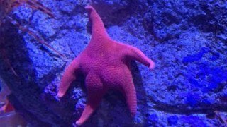 #31Jul ¿'Patricio' es argentino?: una estrella de mar "culona" conquista Internet.
#CHCh
ift.tt/2qMpKgB