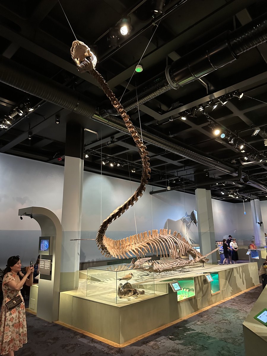 A cast skeleton of the elasmosaurid, Thalassomedon haningtoni, at the Natural History Museum in Stockholm for #FossilFriday. The cast skeleton of this plesiosaur is also on display in Denver and the AMNH in NYC. I guess this might be the most common elasmosaurid cast?