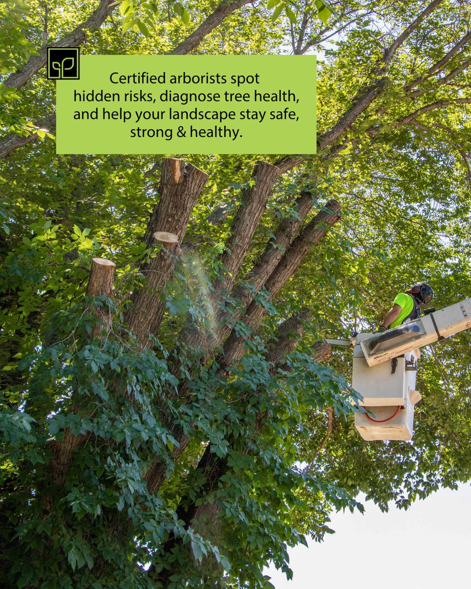 classiclandscp's tweet image. When most people think about tree care, they picture pruning branches or removing dead limbs. But a certified arborist does so much more. 🌳

Thinking about planting or maintaining your trees? Trust the experts: classiclandscapes.com/classic-tree-c… 

#landscaping #arborist #treecare #yeg