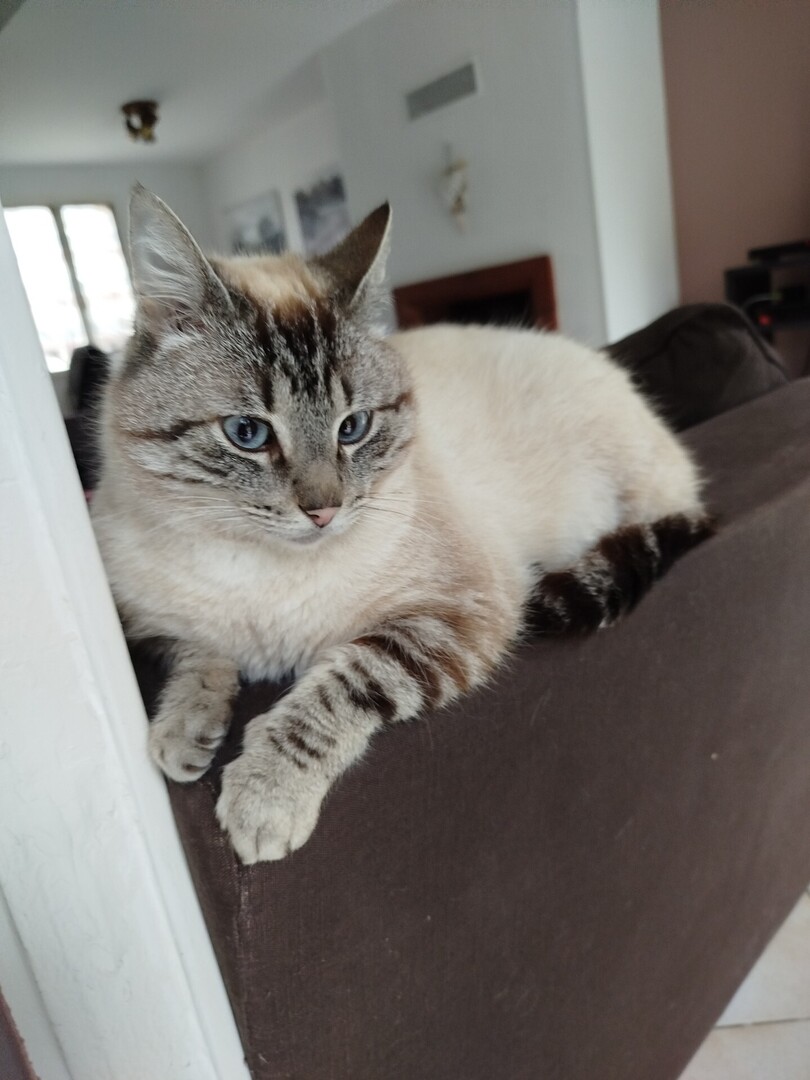 🟠 🐱 Chat perdu le 27/07/2025 à Faremoutiers (77515).
Race : Siamois / Âge : 6 an(s)
Milo / Mâle / Identifié(e) : Non

☎️ 0675985861
📧  christine.lernould@yahoo.com

#VigiPets #chatperdu #chattrouve #chat #perdu #trouve