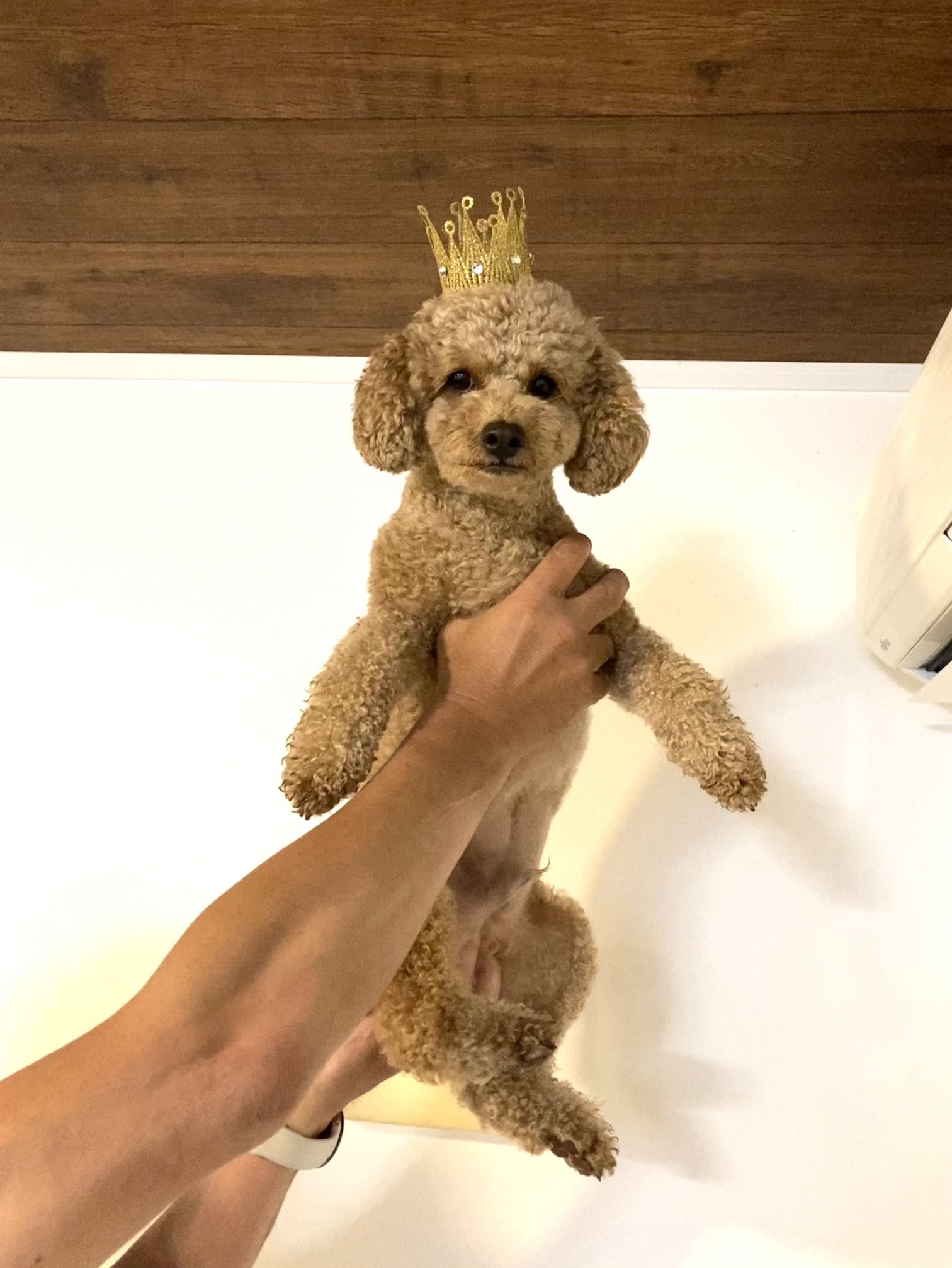 犬ひろし  Dog ヒロシ (@doghiroshi1) / X