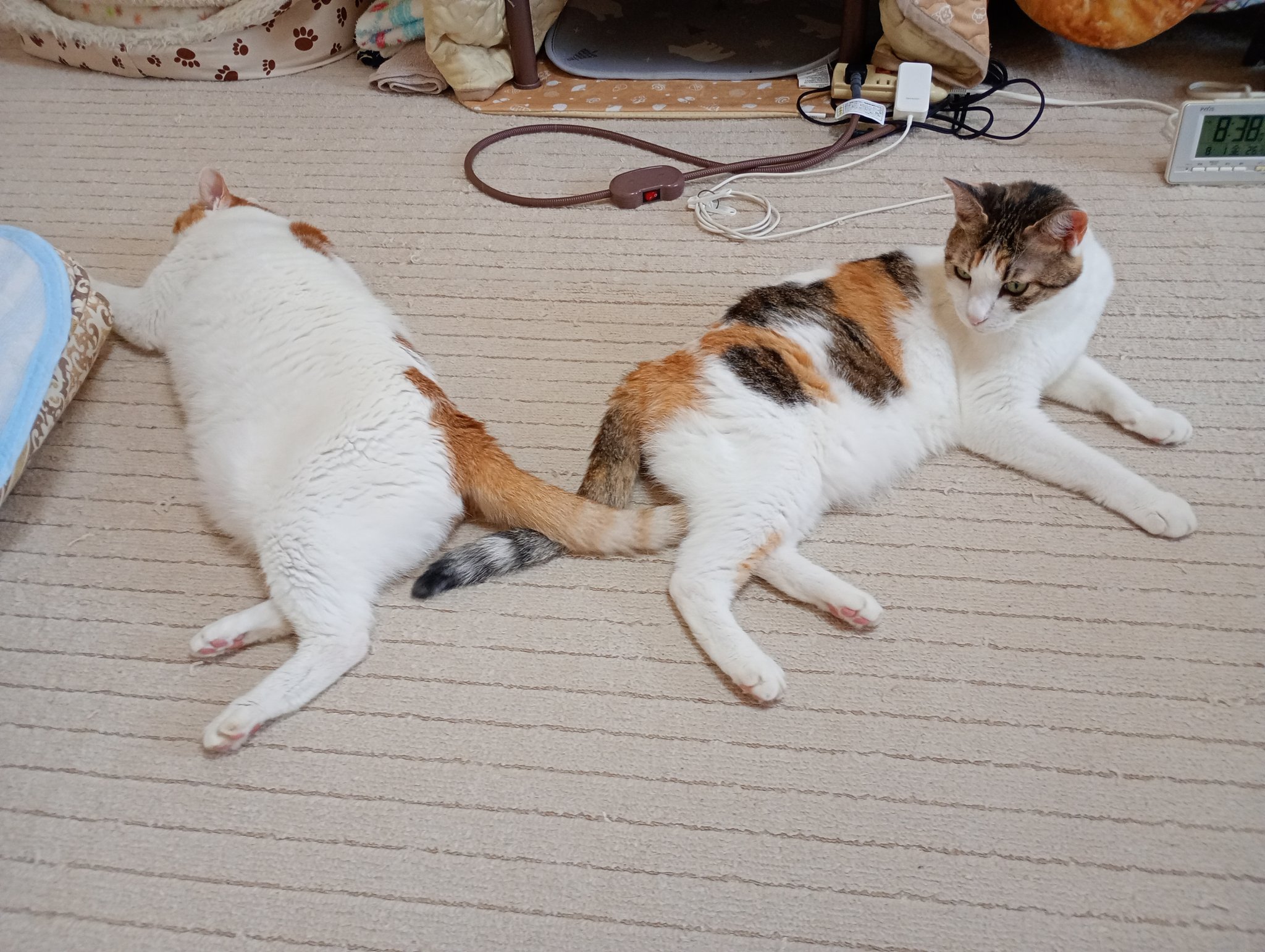 とらねこ lib-nekoktk-dl_11.jpg