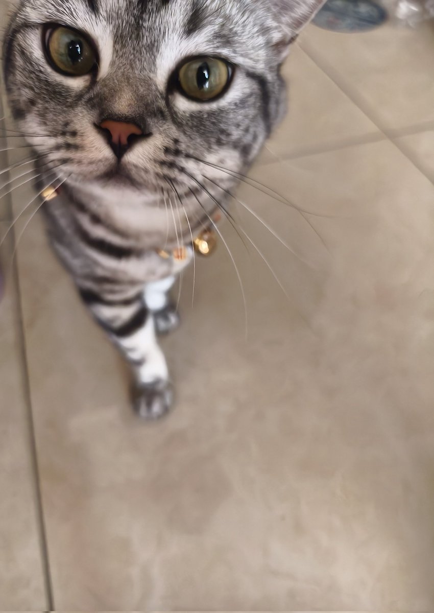 L0572325661354's tweet photo. 小猫😍😘😘😘 https://t.co/IxWzA8M3ox