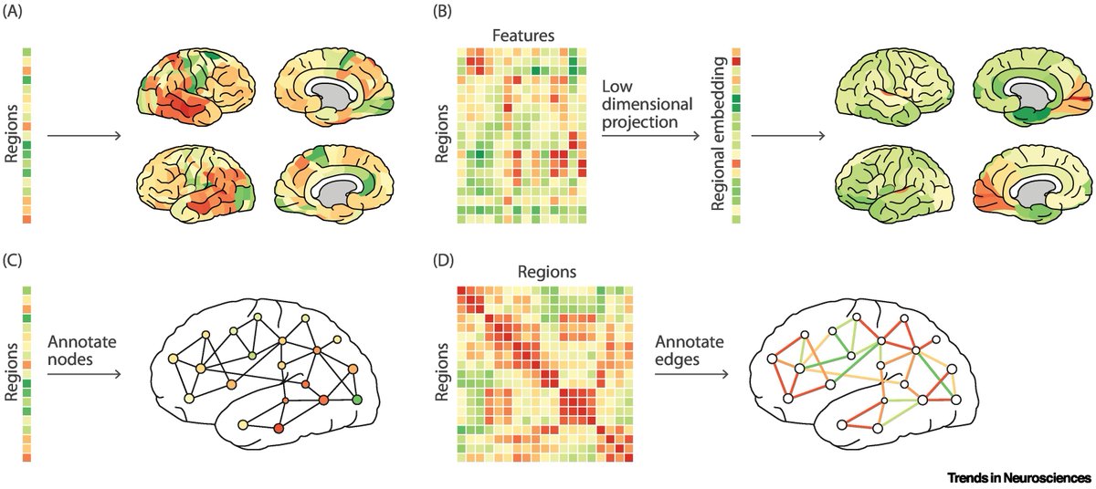 'Integrating and interpreting brain maps'

Review article by Justine Hansen &amp; Bratislav Misic

cell.com/trends/neurosc…