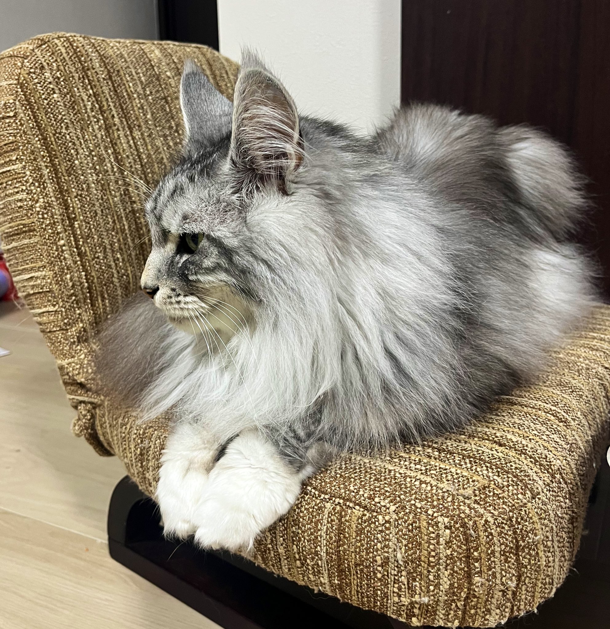 【其泉 】眠り猫 Amazon.co.jp: 陶器市x 有田焼 古伊万里 染錦 眠り猫 猫置物