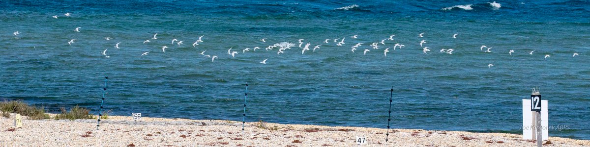 Chesil Little Tern Recovery Project tweet media