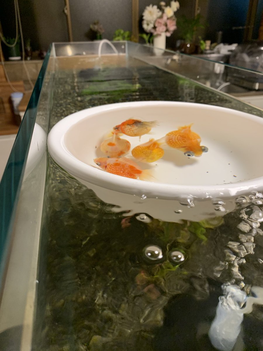 kotakotaurotako's tweet photo. 金魚の夏、日本の夏 https://t.co/avSVb5nCB3