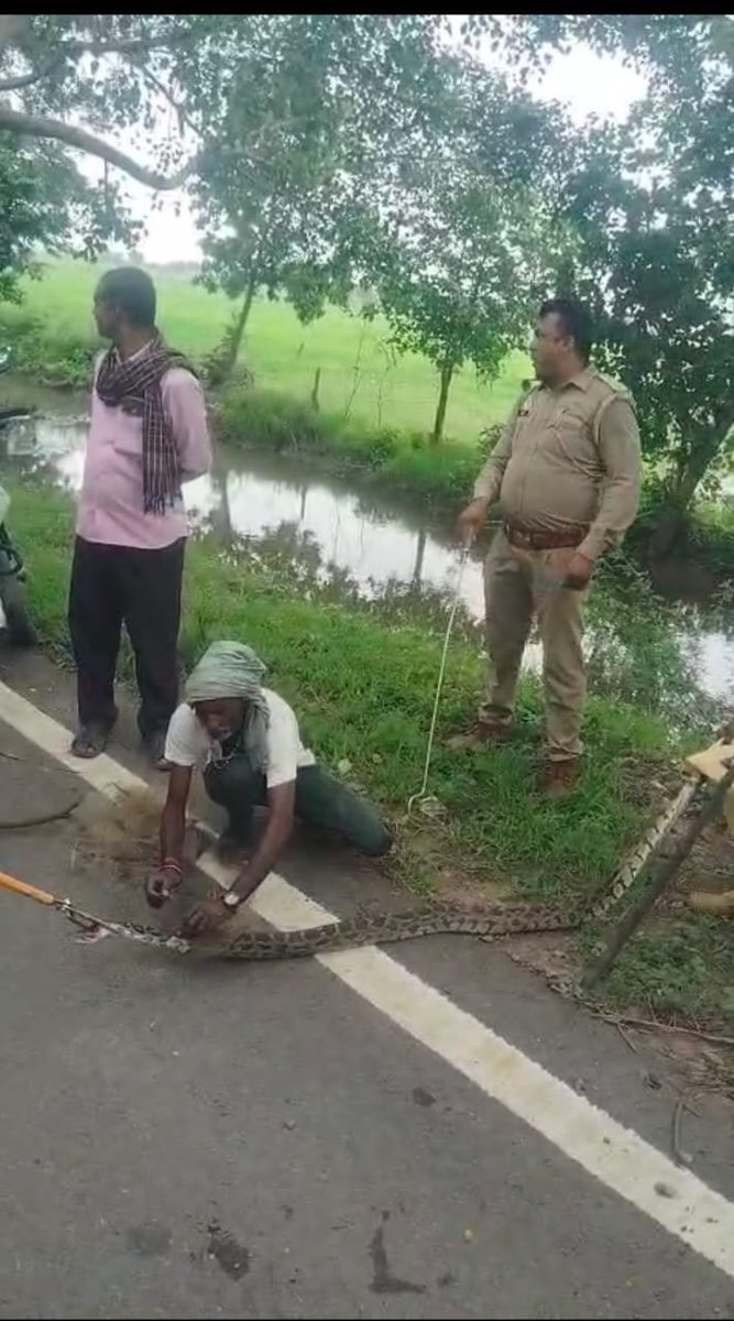 bstvlive's tweet image. 🚨 जालौन : जाल में फंसा 10 फिट लंबा अजगर 🚨

🆔 तालाब में मछली पकड़ते समय घटी घटना
🕵️‍♂️ लोगों ने पुलिस, वन विभाग को दी सूचना
📍 वन विभाग टीम ने रेस्क्यू कर निकाला बाहर
📍 जनपद के ग्राम गोरा करन का मामला

#Jalaun #PythonRescue #WildlifeRescue #ForestDepartment #UPNews