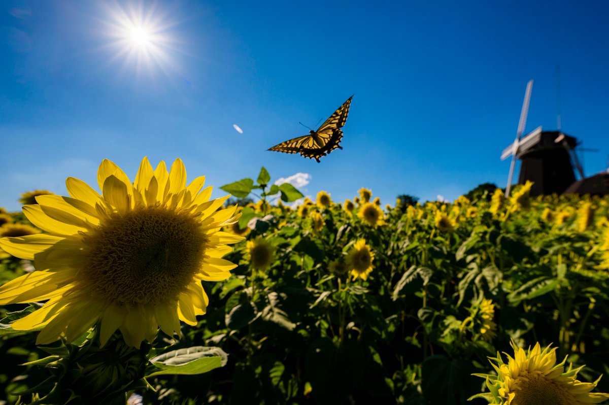 *向日葵*ページ✩.*˚ PLUM直販限定】森倉円オリジナルイラスト [向日葵の女の子]「ウインク