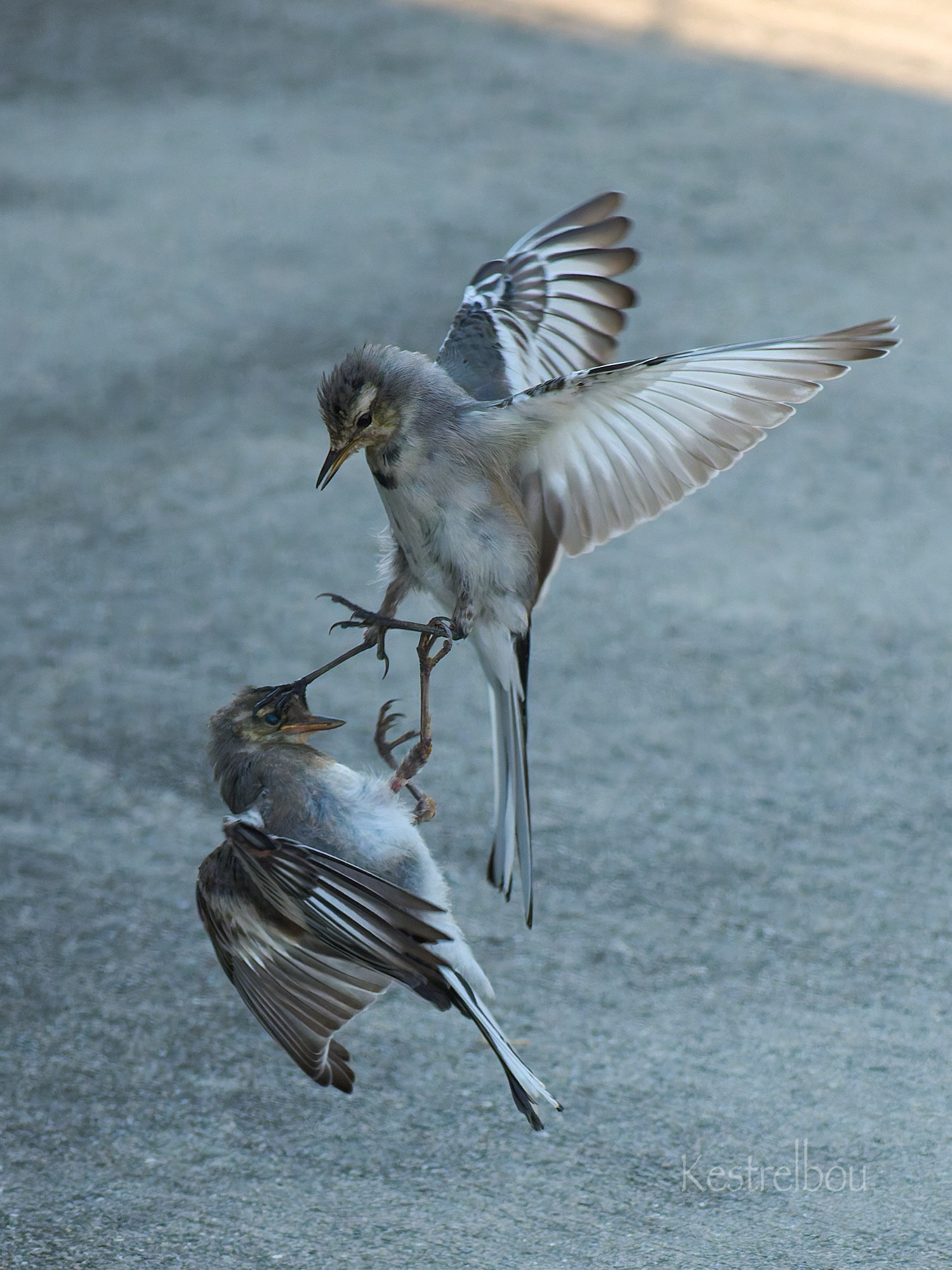 鳥がいく ハシビロコウはなぜ動かない？フラミンゴはなぜ片足立ち？鳥の
