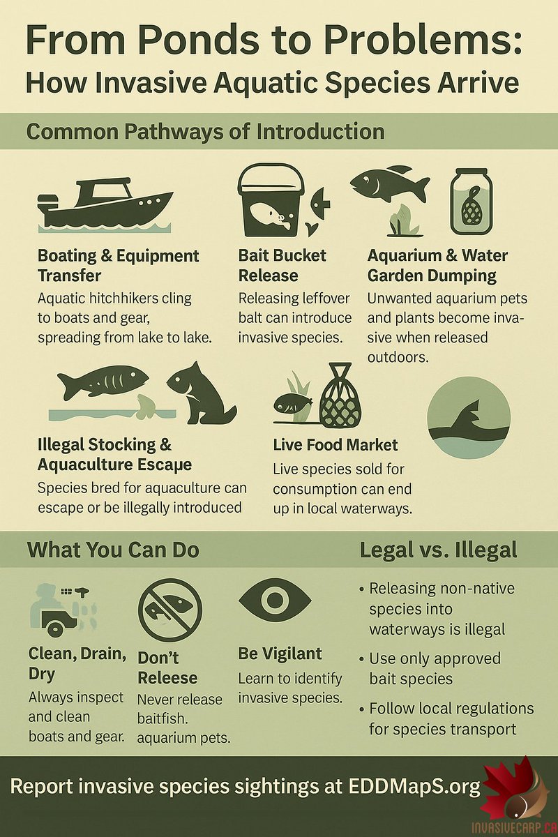 From ponds to problems: invasive species can spread by boat, bait, aquariums &amp; more. Clean, drain, dry your watercraft and gear, don’t release pets or bait, and report sightings to EDDMapS.org. Prevention starts with you!
#InvasiveSpecies #StopTheSpread #GreatLakes