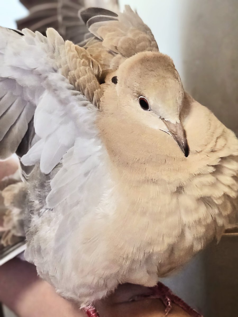 鳩の呼吸 ・壱の型
　『鳳凰の舞い』🕊️⚡🔥
　　8月もよろしくお願いします🌻
#ジュズカケバト