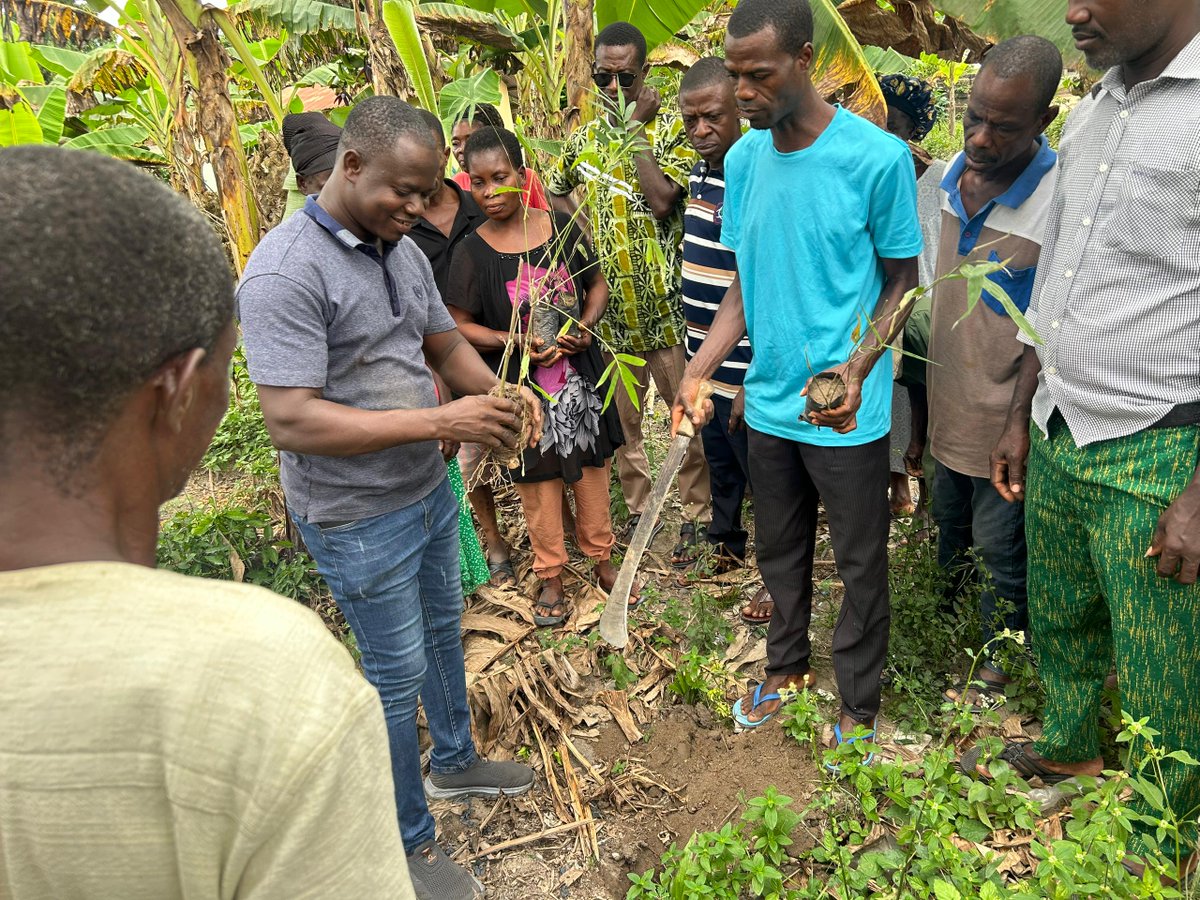 Solidaridad_wa's tweet image. 4/4 The Bamboo Cultivation Initiative is part of the National Initiatives for Sustainable and Climate-smart Oil Palm Smallholders programme (#NISCOPS), funded by the @DutchMFA and the @FCDOGovUK.