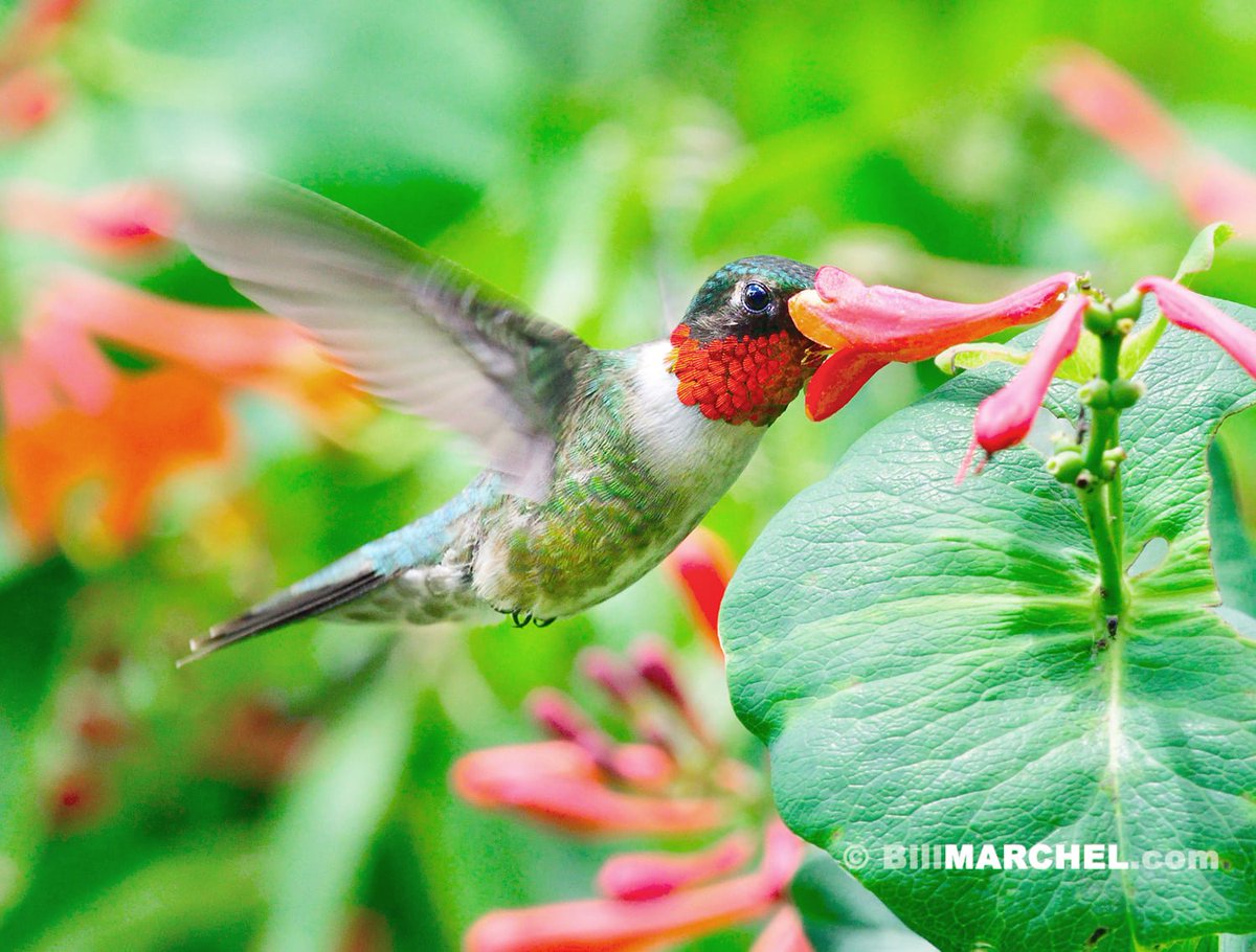 Trumpet honeysuckle is in bloom for the second time this summer, and this male Ruby-throated Hummingbird is feeding on the nectar.