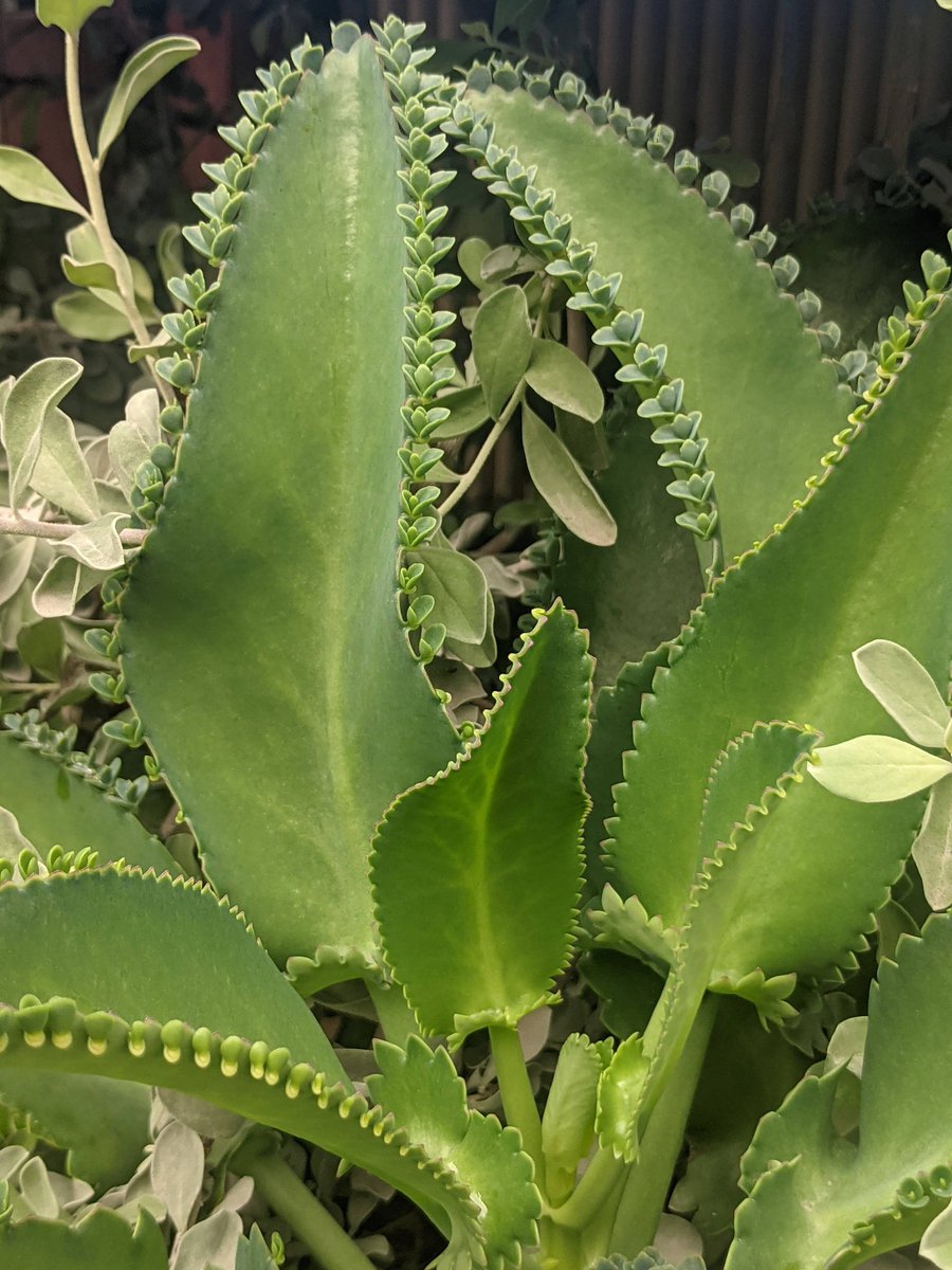 This plant is called "Mother of Thousands" .It's a succulent that produces numerous small plantlets on the ends of its leaves, which can easily detach and grow into new plants.