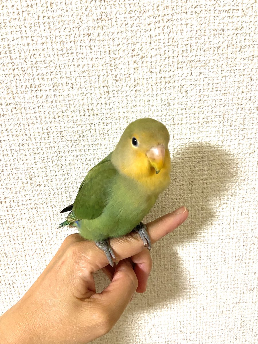 smallspring2006's tweet photo. 友達から鳥が離れないよーとLINE。人好きの若鳥っぽいコザクラインコさん。逃がされた方おられませんか？当方で保護しております。高槻市芝生町付近
#迷い鳥　#保護鳥 https://t.co/1wMIuXuXen