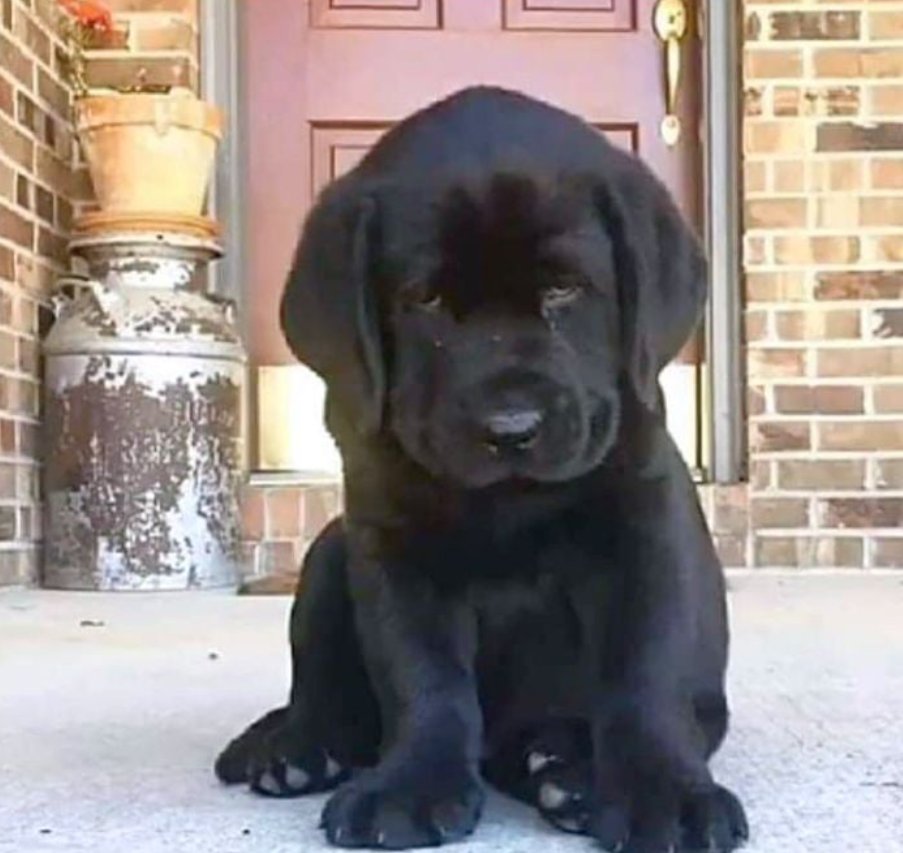 Best in Dogs (@bestindogs) on Twitter photo My mom said I'm beautiful ❤️🐶 but no one wants to share me 🥺 My mom said I'm beautiful ❤️🐶 but no one wants to share me 🥺