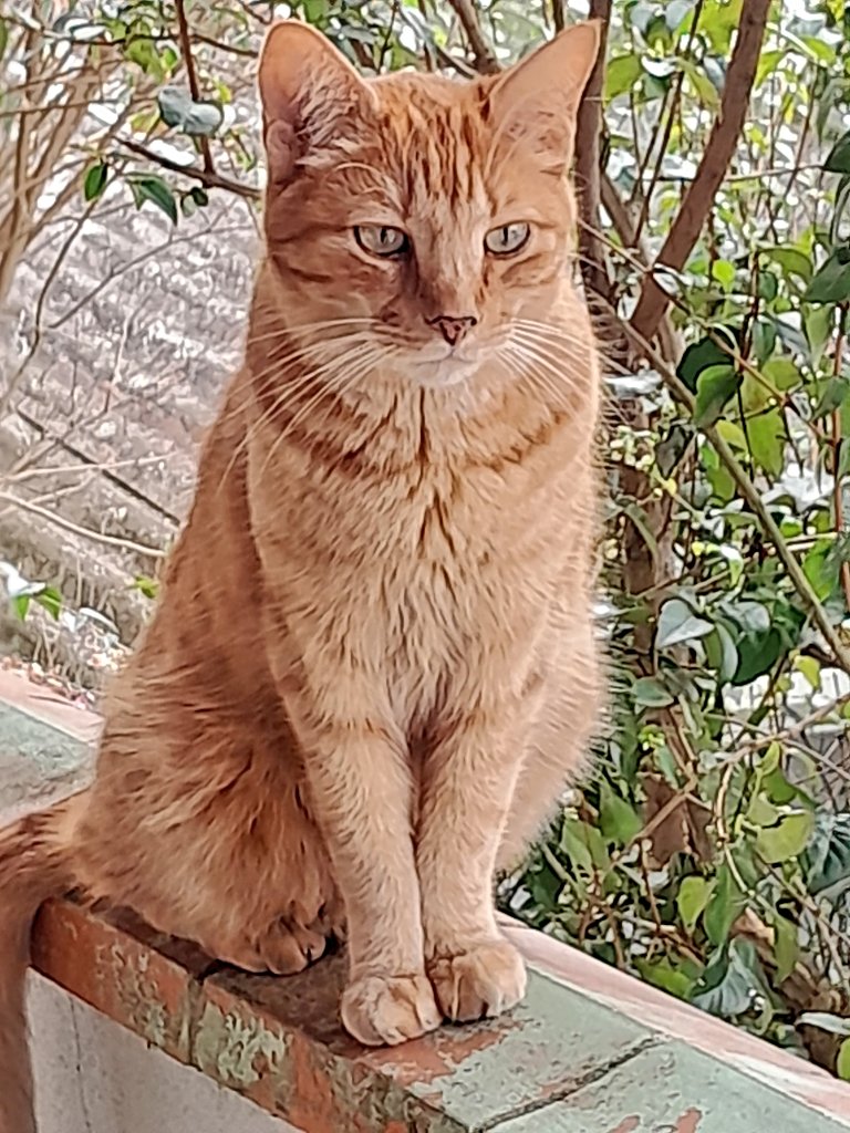 Meu alemãozinho 🐱🧡