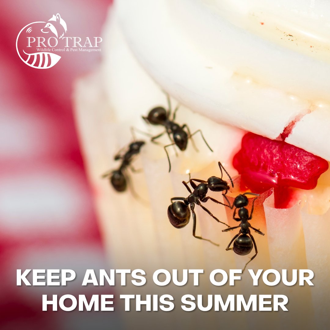 🐜 Ants are an issue at any time of year, and with #ProTrap, we'll survey the area to check the extent of the infestation to help us determine which treatment method will garner the best and most effective results.

Reach out today: (226) 350-7378