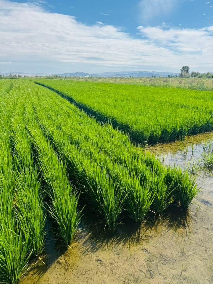 ХОВД АЙМГИЙН БУЛГАН СУМАНД ЦАГААН БУДАА ТАРИАЛЖ БАЙНА

Эх орны баруун хязгаарт "Жимекс" компани нийт 8 га газарт цагаан будаа тариалж, 40 тонн ургац авахаар зорьж байгаа ажээ
