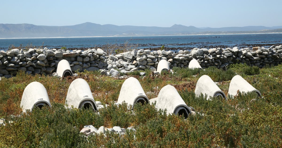 Dyer Island Cons. Tr tweet media