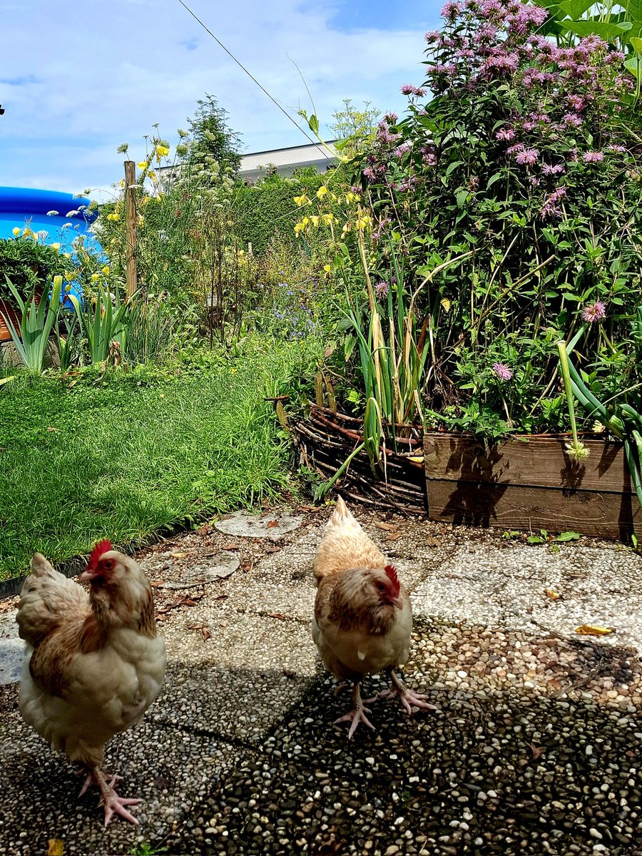 Der #Garten eskaliert grad völlig. Sogar die #Hühner läuten die #Anarchie ein und ignorieren ihre Zäune. 

Andererseits...wer tapfer genug ist, sich da rein zu stürzen,  kann mit reicher Ernte belohnt werden.  😄

#harvest2025 #Ernte2025 #Gemüsegarten
