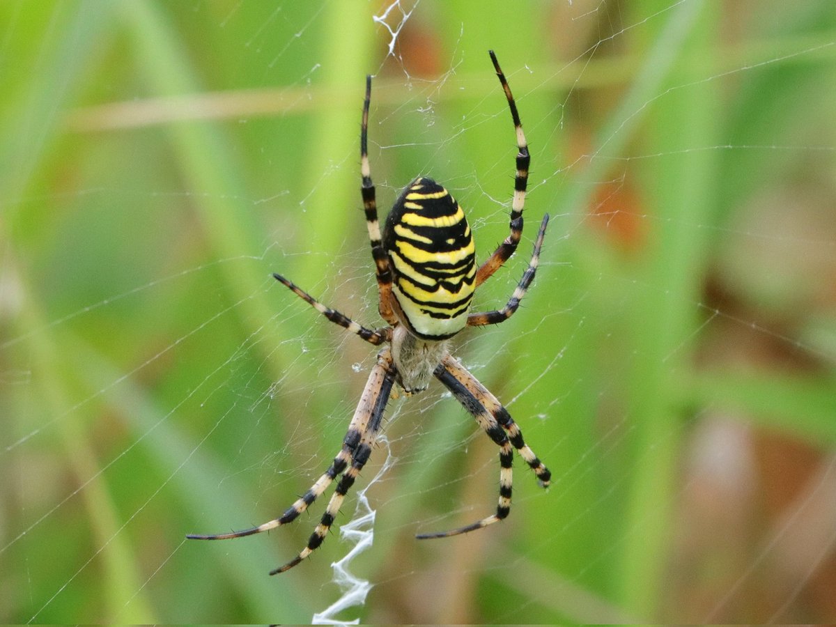 Wasp Spider taken today. <a href="/Natures_Voice/">RSPB</a> <a href="/NatureUK/">NatureUK</a> <a href="/Britnatureguide/">The British Nature Guide</a> #NaturePhotography