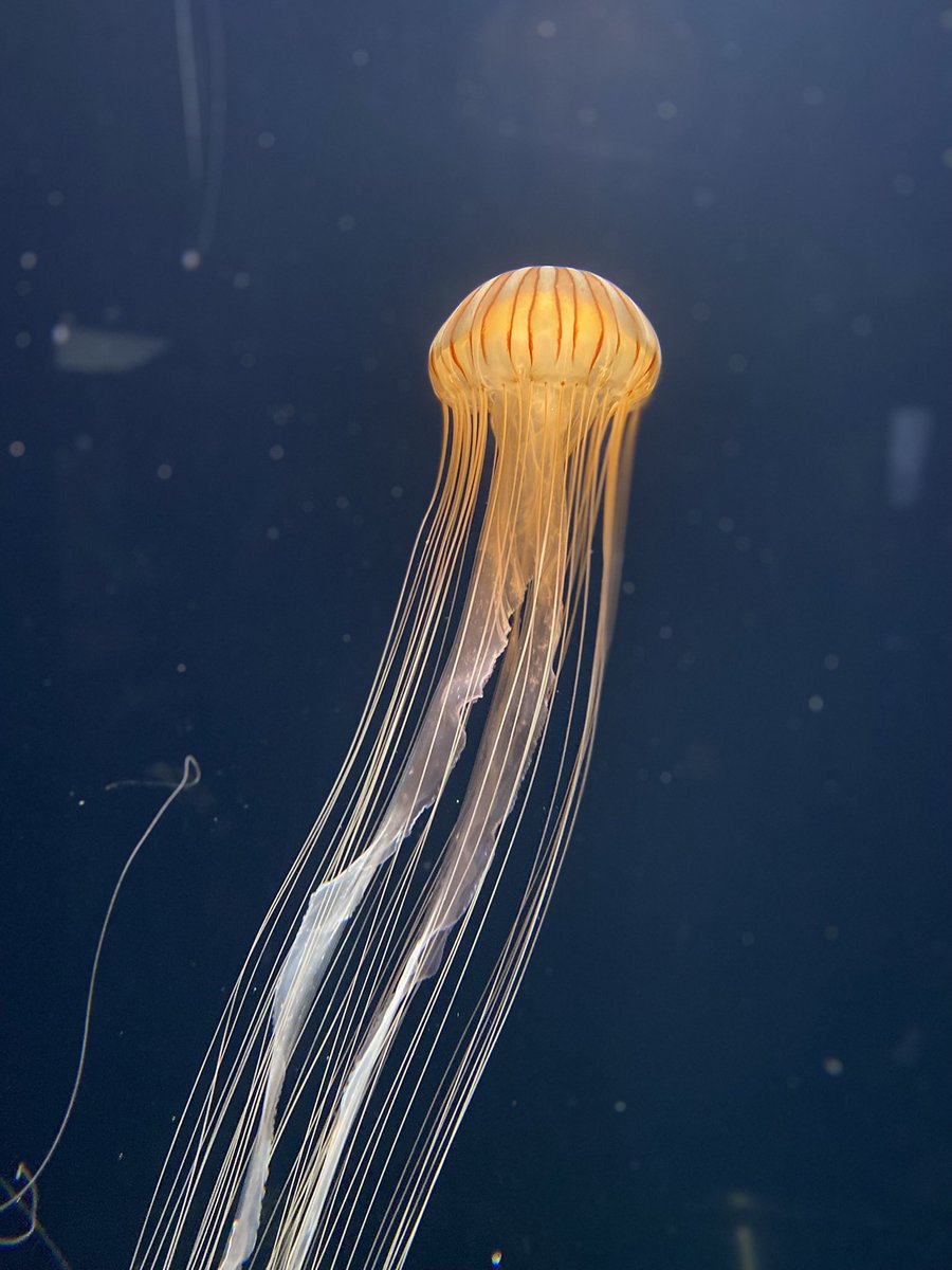 クラゲって綺麗だね
何も考えずに生きたいよね
ぷかぷかと
