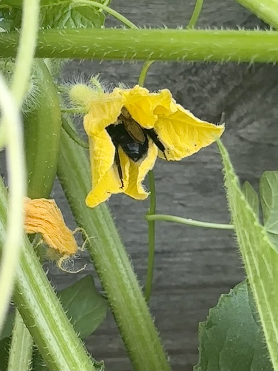 The hardest (and cutest) workers