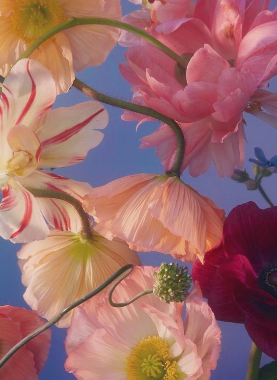 Happy New Month! ⭐️

Habits for Eternal Happiness:

1. 
Don't take
anything personally.🦋

2.
Forgive
and let go.🙏

3.
Have an attitude
of gratitude.💕

4. 
Seek JOY.✨

#FridayVibes