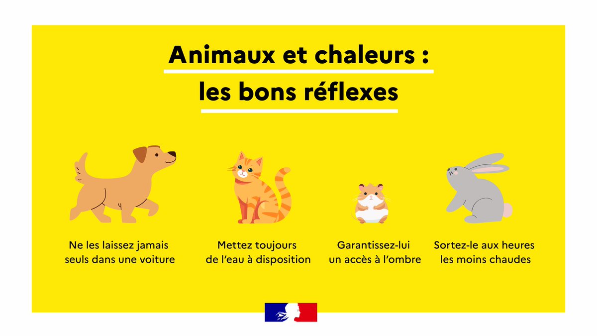 #Chaleur | Les animaux aussi sont vulnérables à la chaleur. 🌡️
Soyons vigilants envers eux.
Plus d'infos sur les bons réflexes à adopter 👉 urlr.me/6QvSCN