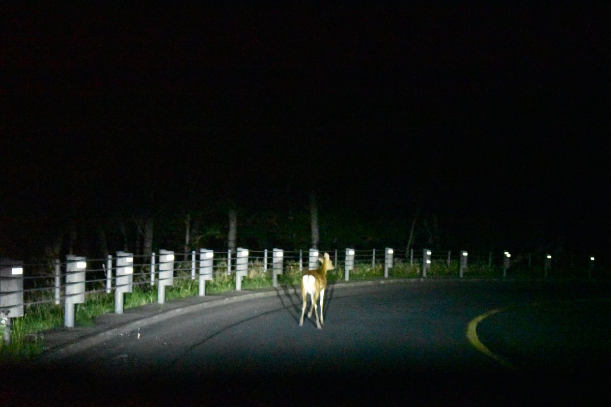 🐴 Cathie Blanchfield🐯 tweet media