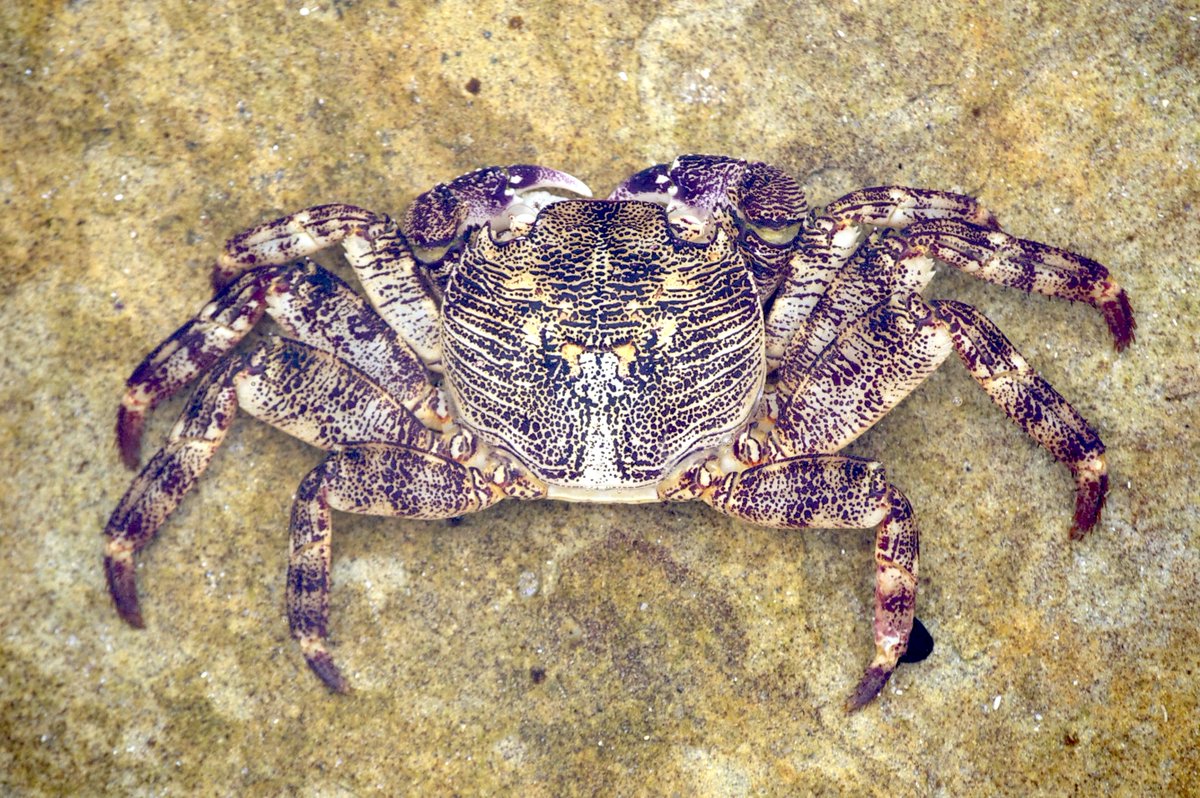 sageofstones's tweet image. Aussie crab.
#Cronulla #NSW #Australia 🇦🇺
