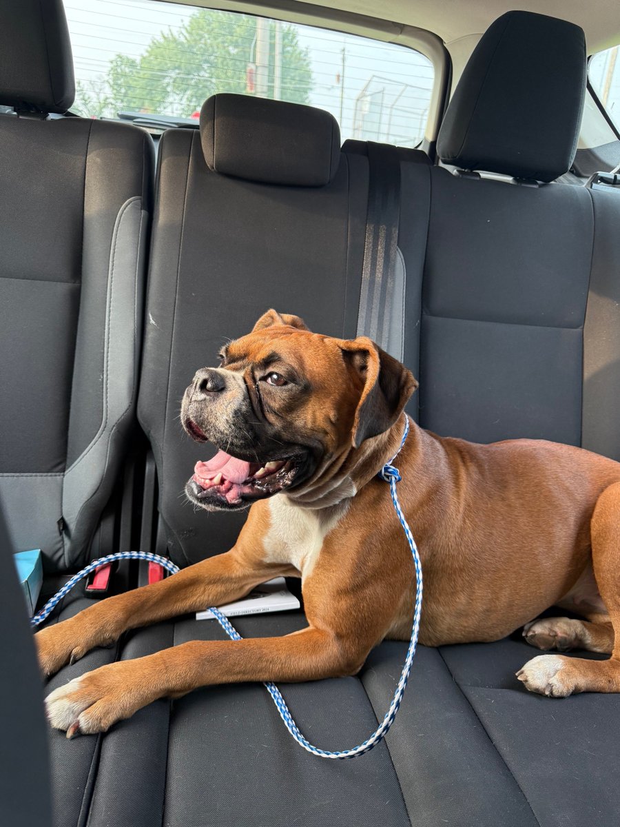 This happy female boxer was out for a run in the fields around Heggs Rd and 119th St.  Lets see if we can find her home.  No Collar, tags, or chip.  If any recognizes her please call our non-emergency line at 815-436-2341.