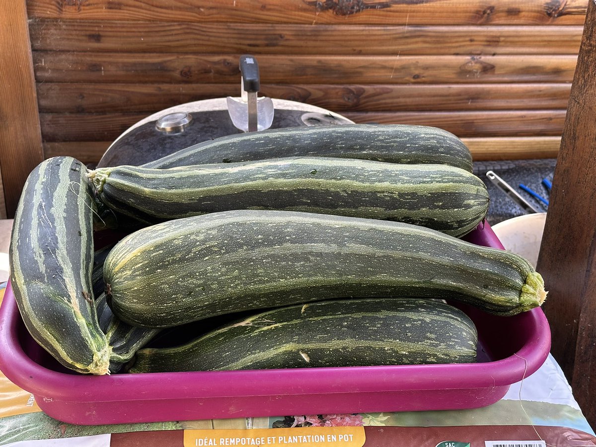 De retour de vacances après seulement 18 jours d’absence. Le jardin n’a pas chaumé pendant ce temps-là et nous a offert de belles heures de cuisine à venir 😅
Demain on ira voir les tomates et concombre mais ça devrait être plus calme de ce côté là 😮‍💨