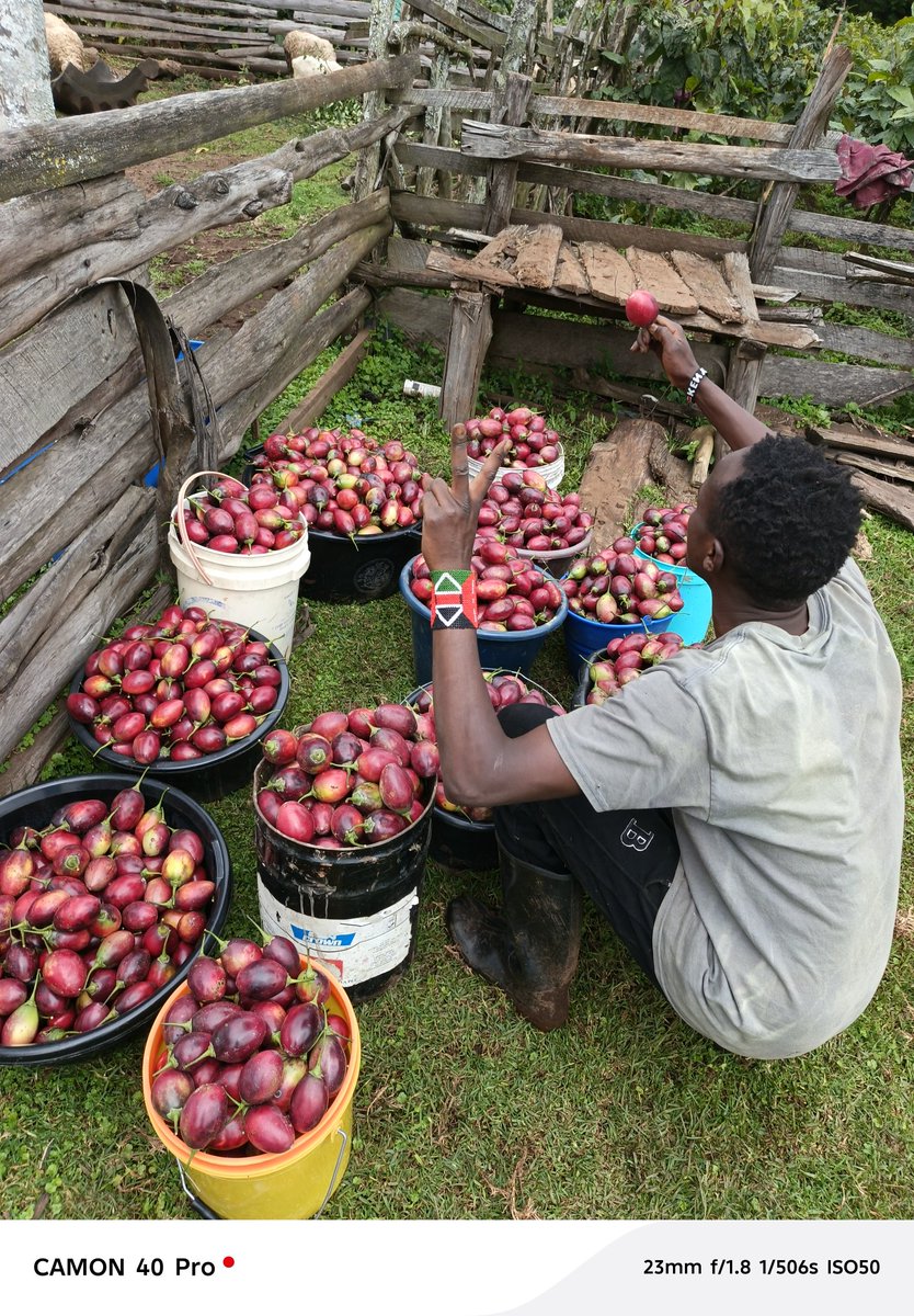 farmer_dan61409's tweet photo. To the only ladies who never complain and always give back — Happy Girlfriend Day to my tree tomato girls 🍅💕
#treetomatoes
#passionbeforeprofit https://t.co/4km0u3v364