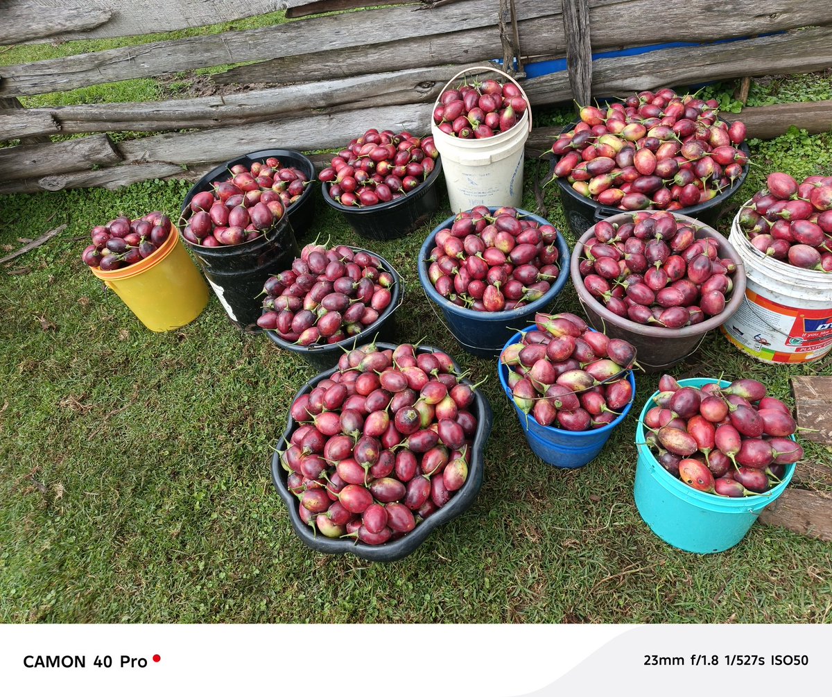 farmer_dan61409's tweet photo. To the only ladies who never complain and always give back — Happy Girlfriend Day to my tree tomato girls 🍅💕
#treetomatoes
#passionbeforeprofit https://t.co/4km0u3v364