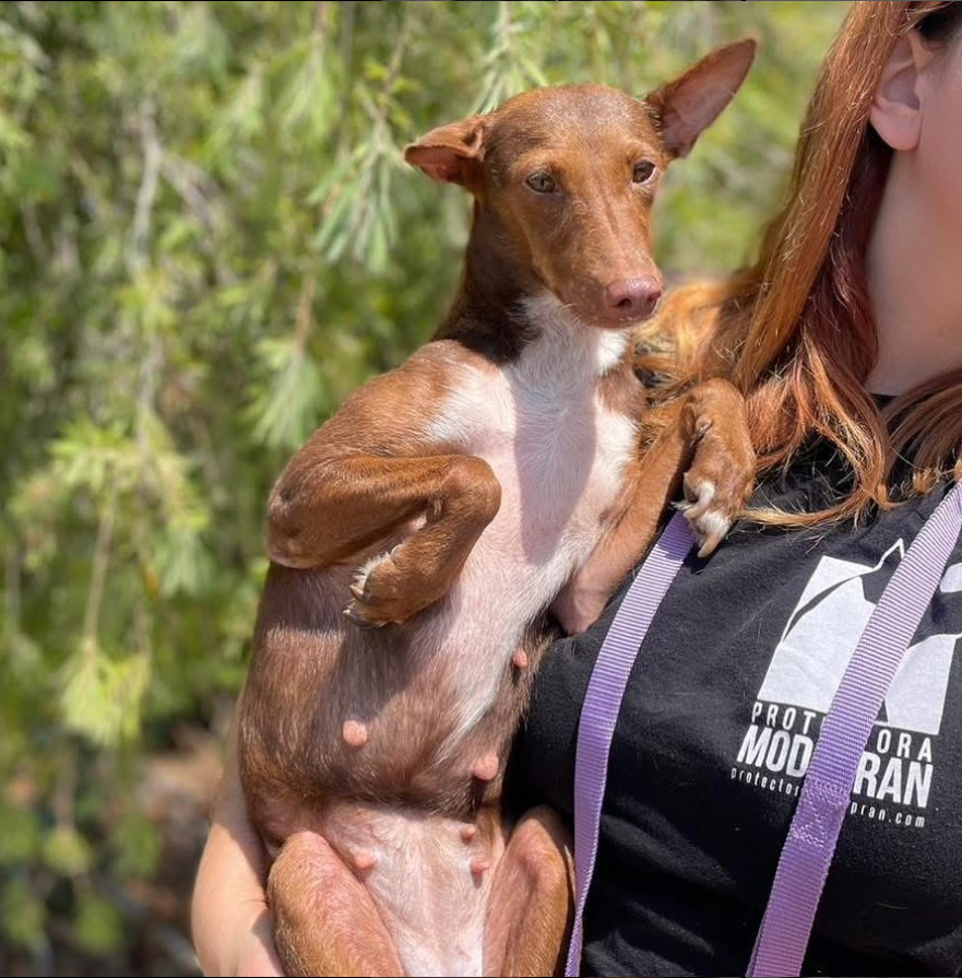 Nuriavg6's tweet photo. #AYUDA #PerrosPerdidos #PerrosEncontrados #Perros #Castelló #CastellónDeLaPlana Perrita encontrada en Castelló, no lleva chip, tiene 4 añitos, le han puesto de nombre Borea. Se busca a su familia o casa de acogida para ellla, está en el refugio de Modepran Carlet 615 88 78 20 https://t.co/0yfkILLENS