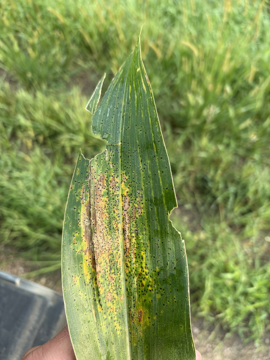 Riley Konen tweet media