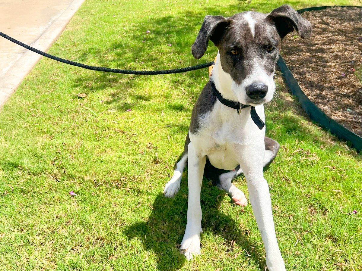 Meet Esa, a lovable 2-year-old pup who knows basic commands &amp; adores people!

Meet her at <a href="/PetCircleWaco/">PetCircleWaco</a>!
🕒 M – F: 12pm – 6pm
🕒 Sat: 10am – 5pm
🕒 Sun: 1pm – 5pm

THANK YOU to the <a href="/WacoTXFire/">Waco Fire Department</a> Station 6 for loving on on Esa!

#wacotexas #wacotx #wacofire #petcirclewaco