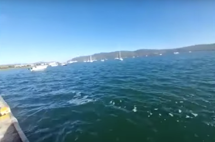 MPAsSA1's tweet photo. #MPADay2025
We're in the beautiful Knysna Estuary, a @MissionBlue Hope Spot.
Hope Spots are areas that are scientifically recognised for their critical role in ocean health and biodiversity.
#MPADay
. https://t.co/X9Ls1eT0aX