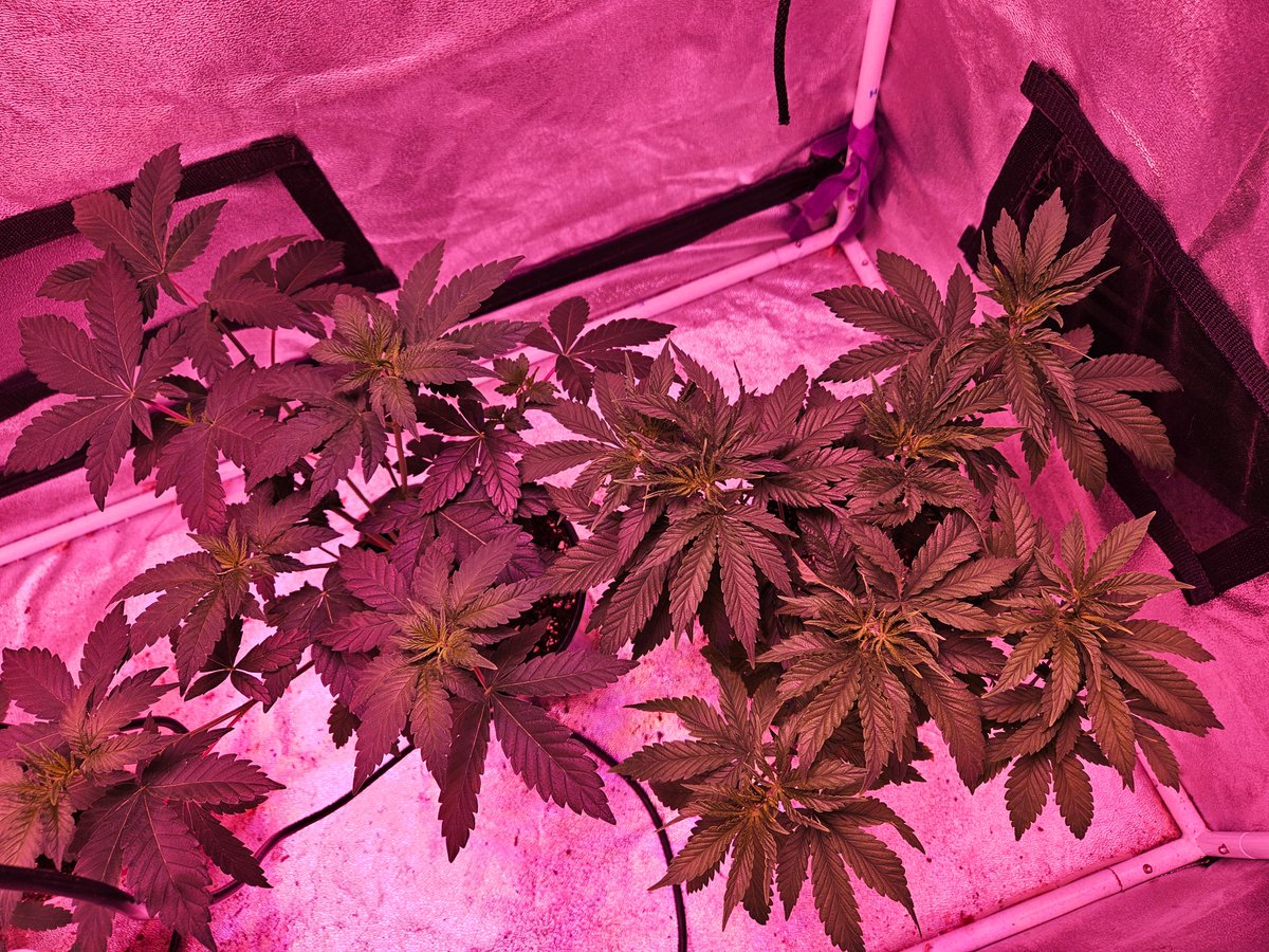 Nova 91 X OC Runtz F1 - <a href="/irvineseedco/">Irvine Seed Company</a> - These 2 we will transplant into 3 gallon bags for the big tent. 

Why is the one on the right look so different??? 

Clue human error and everything will be fine. 

#CannabisCommunity #growyourown