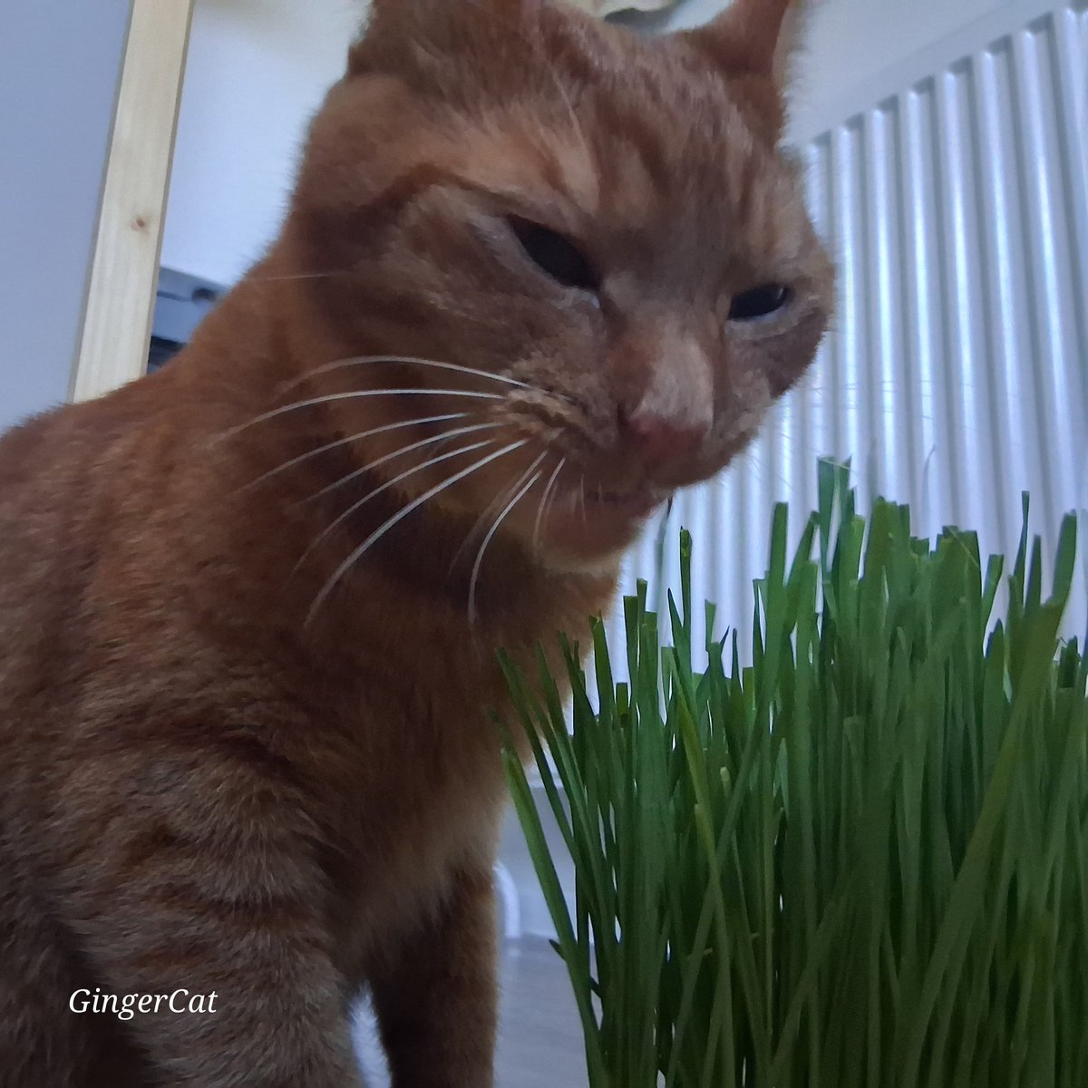 Ginger Cat (@gingercatbuddy) on Twitter photo ✨️ Who Needs Catnip ✨️
#Buddy can't get enough of his #SuperGrass
Can't recommend <a href="/CatFurNature/">Cat FurNature</a> enough 😻🧡
#Cats
#CatsAreFamily ✨️ Who Needs Catnip ✨️
#Buddy can't get enough of his #SuperGrass
Can't recommend <a href="/CatFurNature/">Cat FurNature</a> enough 😻🧡
#Cats
#CatsAreFamily