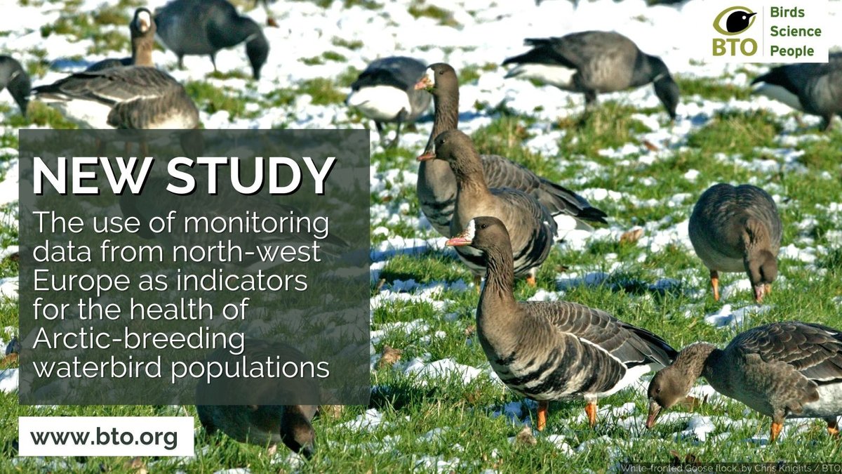 Arctic ecosystems are changing faster than anywhere on the planet. 🌍 New BTO-led science shows how we can monitor the effects of this on Arctic-breeding birds via data collected on their UK wintering grounds. Read more ➡️ bit.ly/ArcticWaterb... #Ornithology
