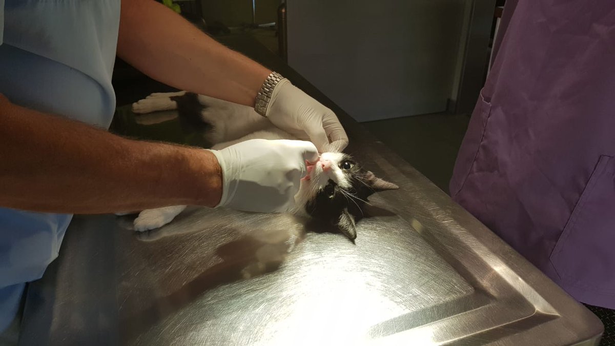Reginas Tierrettung Preveza Griechenland 🐱 (@zaubermaus57) on Twitter photo Dieses Kätzchen hat Michael gerade noch vom Baum schneiden können bevor es zu spät war. Sie hat einige Brüche im brust und schulterbereich und ich bitte Euch dringend um Hilfe für die klinikkosten. Wer helfen möchte Paypal Account zaubermaus57@gmail.com RT wäre nett vielen Dank Dieses Kätzchen hat Michael gerade noch vom Baum schneiden können bevor es zu spät war. Sie hat einige Brüche im brust und schulterbereich und ich bitte Euch dringend um Hilfe für die klinikkosten. Wer helfen möchte Paypal Account zaubermaus57@gmail.com RT wäre nett vielen Dank
